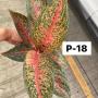 Aglaonema P-18 Taira