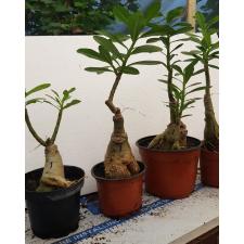 Adenium EK 7085 адениум