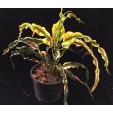 Codiaeum Pra Luk уценка 1500р