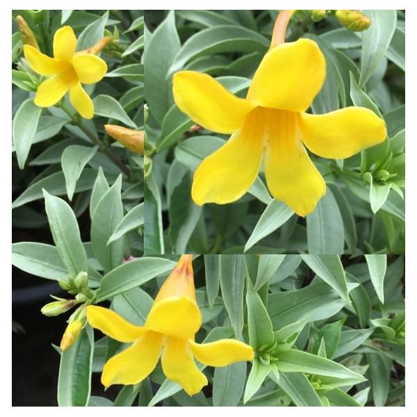 Allamanda sp.(T05) 'Silver leaf' (yellow flower) по 3500р
