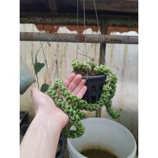 dischidia dragon jade
