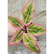 Аглаонема Лотус Делайт / Aglaonema Lotus Delight A-153