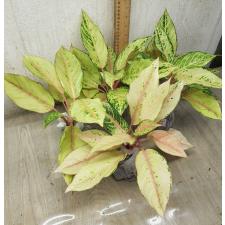 Aglaonema Lucky A-54