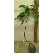 Димокарпус лонган "Красный Лист" (Индонезия)(Привитый) / Dimocarpus longan ‘Red leaf’ (Indonesia)(grafted) 82