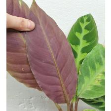 Калатея Варшевича / calathea warscewiczii