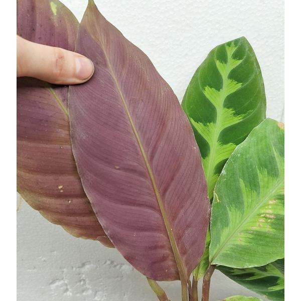 Калатея Варшевича / calathea warscewiczii