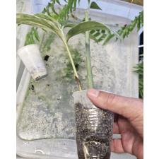 Замиокулкас замифолия варегатная (Большой лист) / Zamioculcas zamiifolia variegated (big leaf) (M)