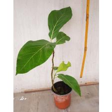 Ficus sp.(T32) 'Golden Supreme'