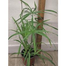 Куперус сп. варегатный / Cyperus sp. variegated