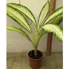 Диффенбахия Делила / Dieffenbachia delilah