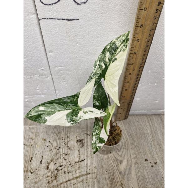 Syngonium White Variegated Leaves