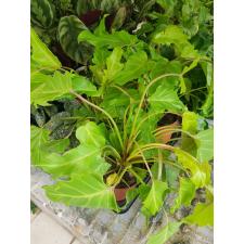 philodendron xanadu gold 15 cm pot