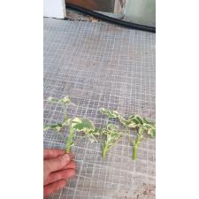 Pelargonium albomarginata 50р черенки