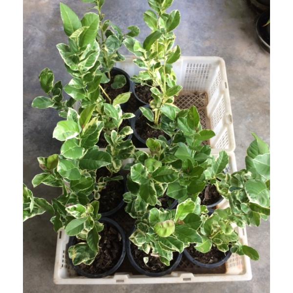 Цитрус медика альбомаргината / Citrus medica albomarginata