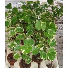Polyscias scutellaria 'Marginata' 5 cm pot