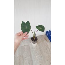 Colocasia tropical storm pot 2500p