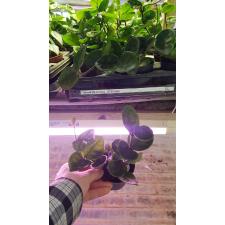 Хойя карноза «Челси» / Hoya carnosa 'Chelsea'