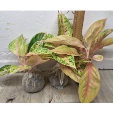 Аглаонема 30 Миллионов. / Aglaonema 30 millions A-90