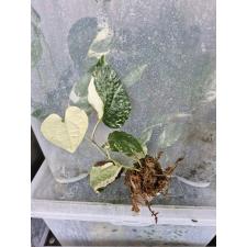 Piper sp variegata 3500p