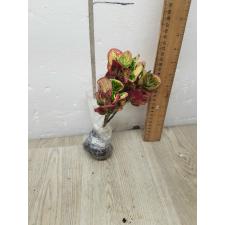 Codiaeum A25 Lady bug