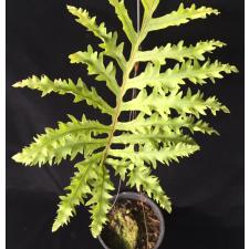Phlebodium aureum cv. Special Mandaianum 246