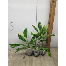 Codiaeum Variegated A-65