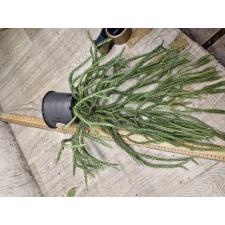 huperzia sp 4 pot