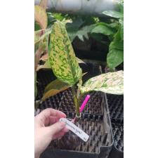 Aglaonema ‘Thong Lai Ma 188