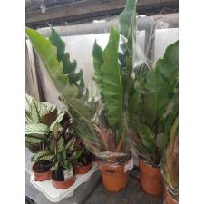 Philodendron 'narrow Escape' в 19 см горшке