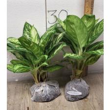 Aglaonema Platinum green A-60