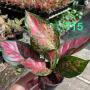 Aglaonema T15 Red Anyamanee