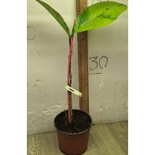 Гардения сутепенсис варегатная / Gardenia sootepensis variegated 207