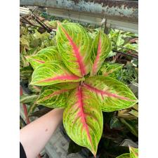Aglaonema RuayLab A-84