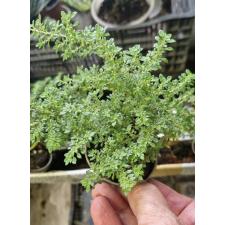 Пилея мелколистная / Pilea microphylla