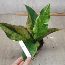 Anthurium variegated sp 12