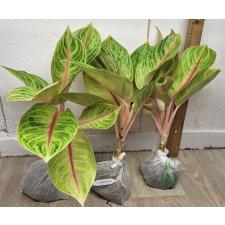 Аглаонема Тонг Сиам. / Aglaonema Tong Siam A-32