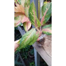 Aglaonema Lion (green form) 33/1