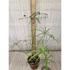 Cyperus papyrus 'Little Tut'