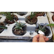 Sansevieria pinguicula (S)
