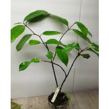 Strophanthus gratus 271 