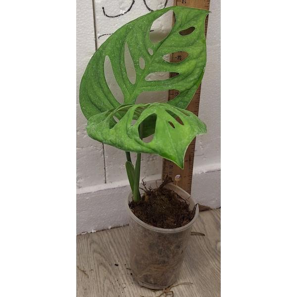 Монстера эпипремноидная "Эскуелето" / Monstera epipremnoides 'Esqueleto' (S)