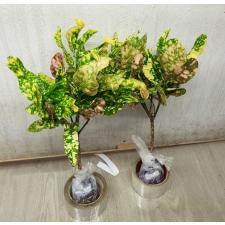 Codiaeum B-2 Ja mong kut
