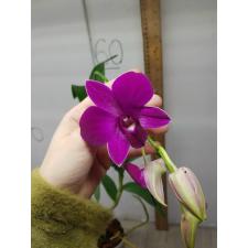 Den. Burana Red Ruby