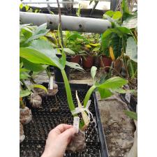 Philodendron applanatum 533