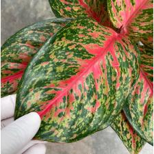 Aglaonema Treasure of Siam 141