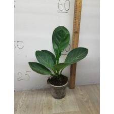 Anthurium jenmanii round leaves