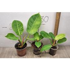 Philodendron moonlight 