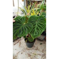 Philodendron Verrucosum Incensi  15 cm pot