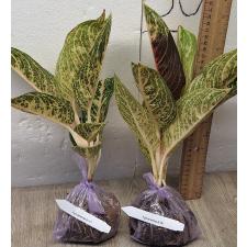 Аглаонема Видури - Белая. / Aglaonema Viduri - white A-141