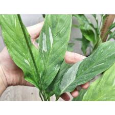Спатифиллум Алмаз Варегатный / Spathiphyllum Diamond Variegated